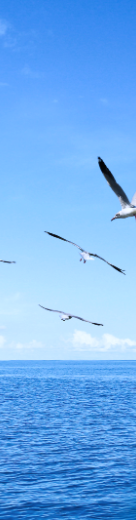 0033990����˹(�й�)���޹�˾ -Best Of Best